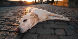 caldo estivo attenti al colpo di calore nel cani