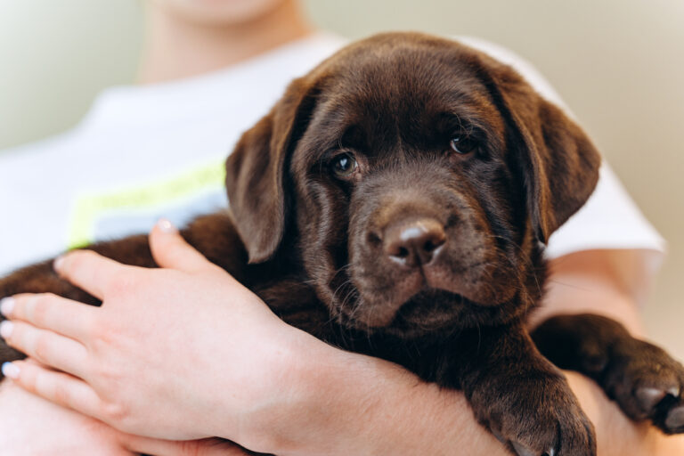 Cucciolo di Labrador è una razza che può diventare aggressiva